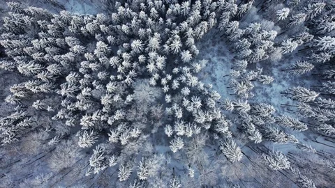 Snow covered trees in a beautiful forest taken from the top Stock Footage 226366574