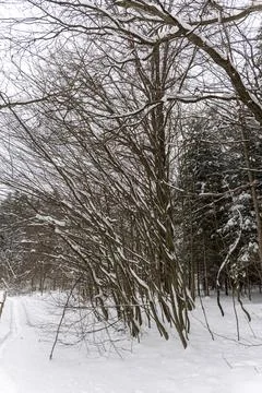 Snow-covered trees bend under the weight of winter in a serene forest. A quiet Stock Photos