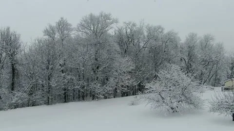 Snow Covered Trees With Big Flakes Falling at the Edge of a Tree Line Stock Footage 148108878