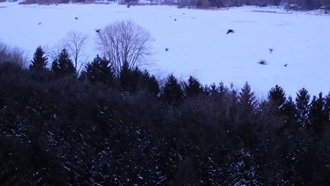 Snow covered trees with black crows flying overhead 動画素材 126556685