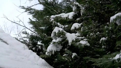 Snow covered trees blow in the wind Stock Footage 261772212