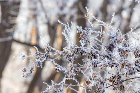 Snow-covered trees. Branches covered with frost. Beautiful fairytale winter. Stock Photos