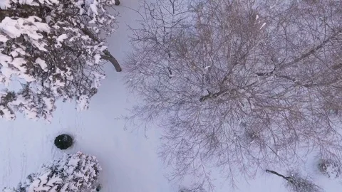 Snow-covered trees in city park Video stock 72744553