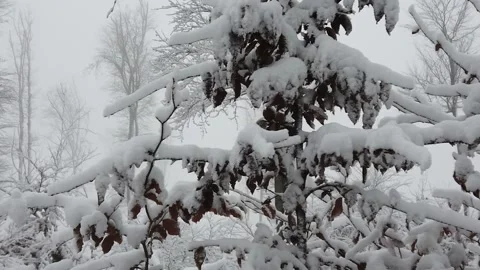Snow-covered trees in close up Video stock 149836392