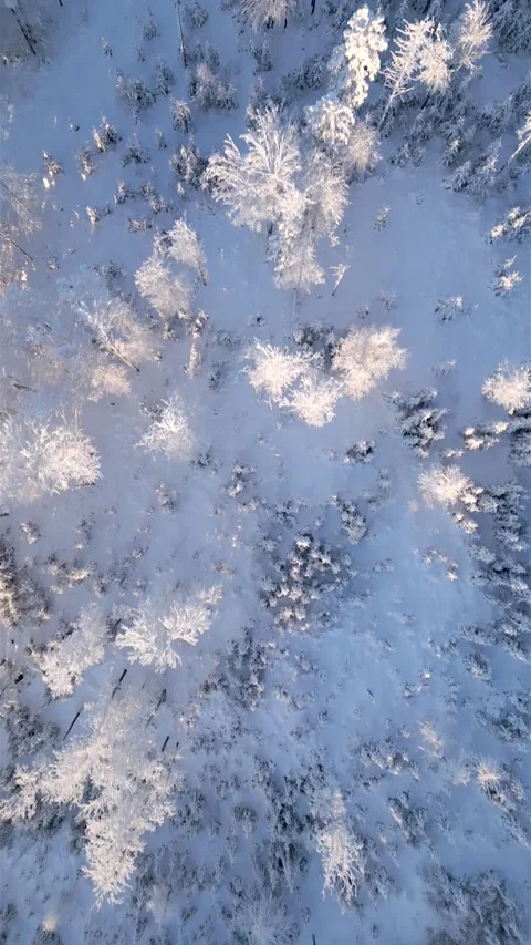 Snow-covered trees in cold sunny winter forest. Stock Footage 251441843