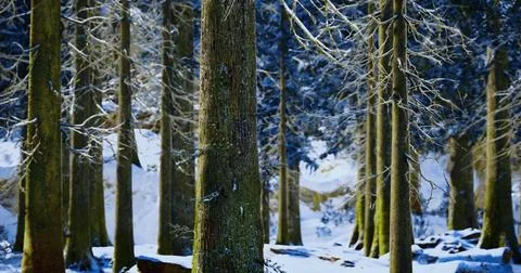 Snow covered trees create a serene winter landscape in the forest Stock-Illustration