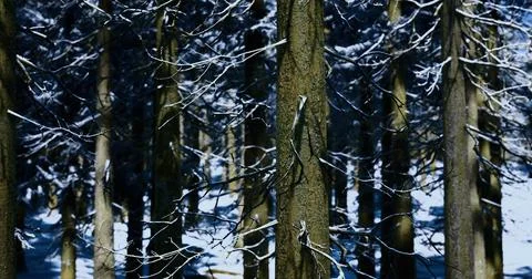 Snow covered trees create a serene atmosphere in a winter forest landscape Stock-Illustration