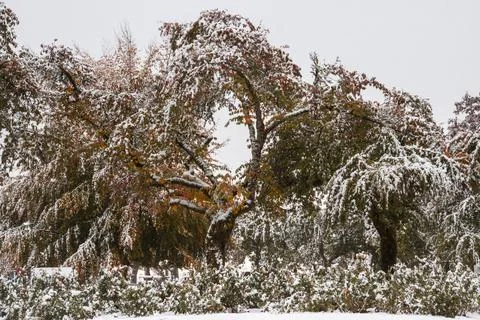 Snow-covered trees create a serene winter landscape under a cloudy sky in a.. Stock Photos