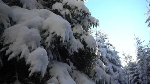 Snow-covered trees create a winter wonderland in a tranquil forest setting Stock Footage 313482476