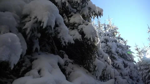 Snow-covered trees create a winter wonderland in a tranquil forest setting Stock Footage 326213929