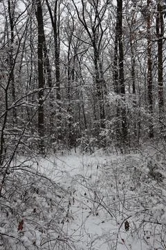 Snow covered trees creating winter wonderland forest scene Stock Photos