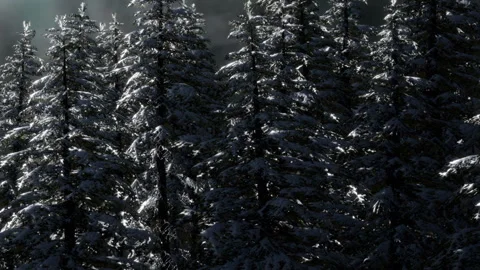 Snow covered trees in a dark forest during winter season Stock Footage 340224057