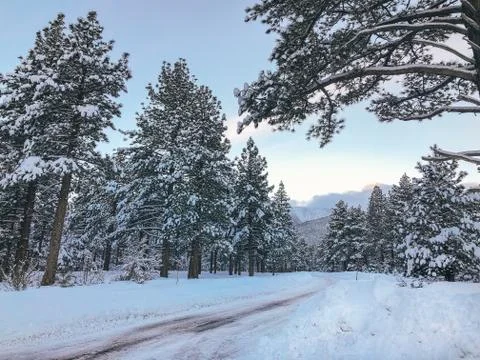 Snow covered trees from Drone Stockfoto's