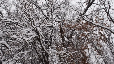 Snow covered trees during snowfall Stock Footage 108570525
