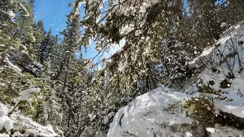 Snow Covered Trees Falling from Branch Evergreen Stock Footage 122107396