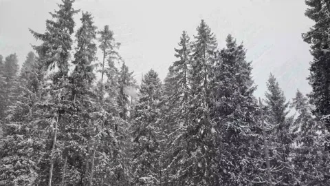 Snow Covered Trees with Falling Snow Close-Up Video stock 330924365