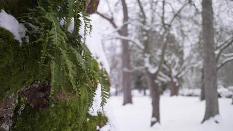 Snow covered trees with ferns during winter storm 库存影片 102803113