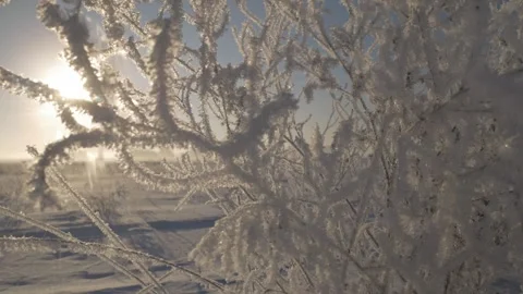 Snow-covered trees in the field Stock Footage 274890785