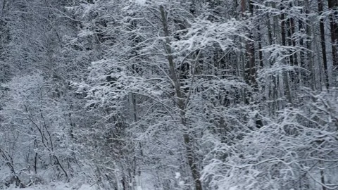 Snow-covered trees floating past a train or car window Stock Footage 303566181
