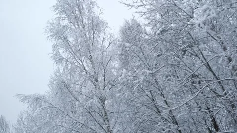Snow-covered trees floating past a train or car window Vídeo Stock 308369694