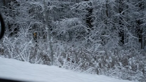 Snow-covered trees floating past a train or car window. Suitable for articles Stock Footage 314117899