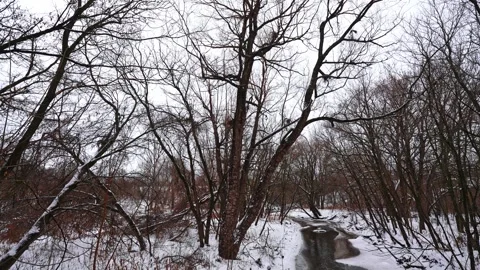 Snow Covered Trees with Flowing Stream in Courtice Park Ontario Canada Vídeos de archivo 334255612