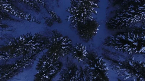 Snow covered trees flyover in low light 스톡 동영상 206574947
