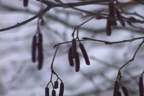 Snow-covered Trees 動画素材 265378