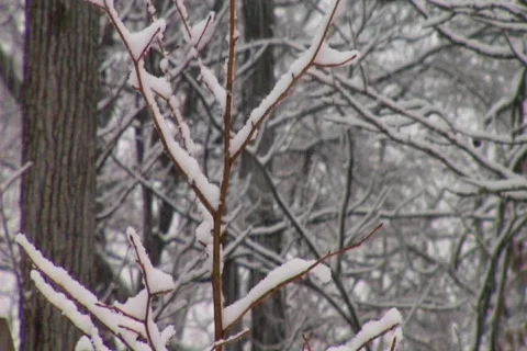 Snow covered trees Stockbeeldmateriaal 335088