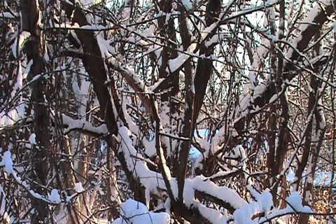 Snow covered trees Stock Footage 1067952