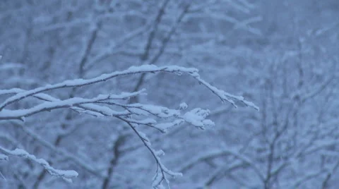 Snow covered trees Stock Footage 1106577