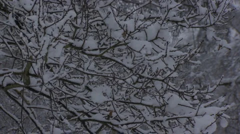 Snow covered trees Video stock 1106923