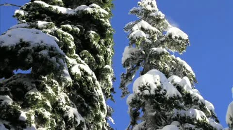 Snow covered trees Stock Footage 21756971