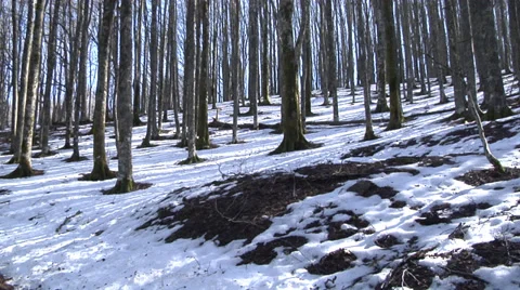 Snow covered Trees Video stock 36899623