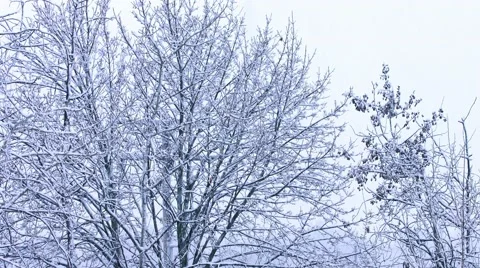 Snow Covered Trees Stock Footage 44344116