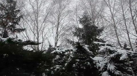 Snow covered trees Stock Footage 60397543