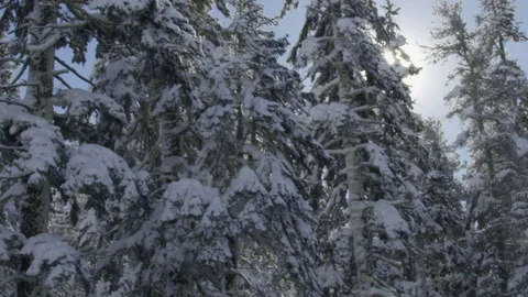 Snow Covered Trees Stock Footage 73097204