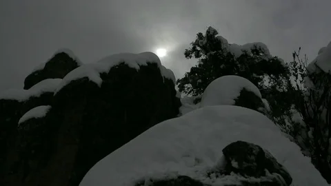 Snow covered trees Stock Footage 77053212