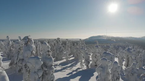 Snow covered trees 動画素材 116191059