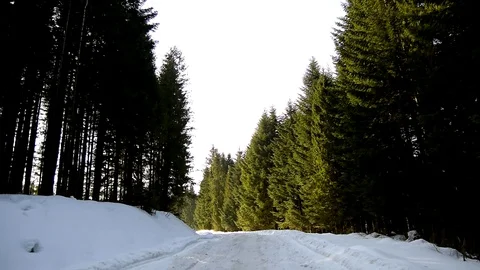 Snow covered trees Stock Footage 129421931