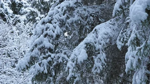 Snow Covered Trees Stock Footage 146308978