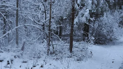 Snow Covered Trees Stock Footage 146308992