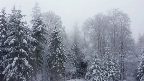 Snow Covered Trees Video stock 152399811