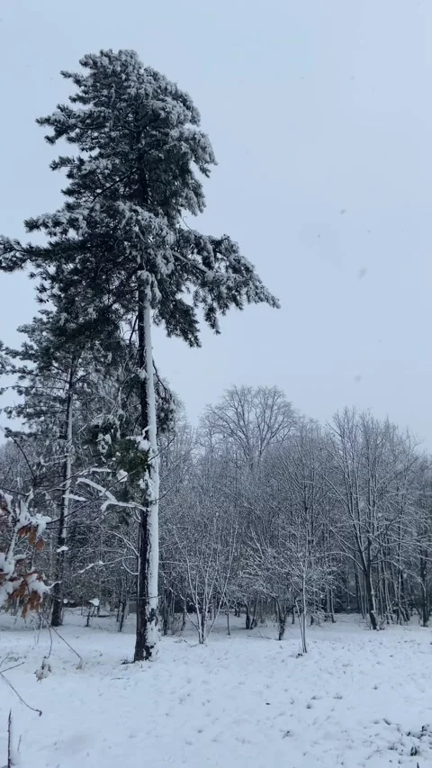 Snow covered trees Stock Footage 293091538