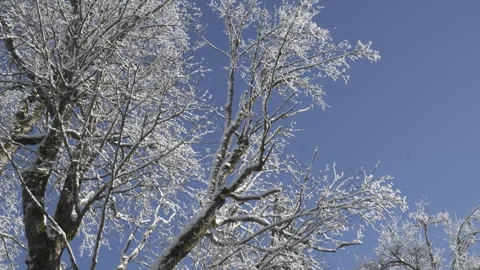 Snow-covered trees Stock Footage 295289977