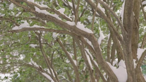 Snow Covered Trees Stock Footage 302586049