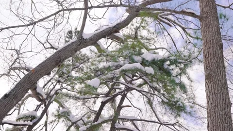 Snow Covered Trees Stock Footage 302586050