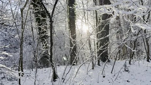 Snow covered Trees Vídeos de archivo 325741845