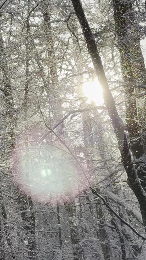 Snow covered Trees Vídeos de archivo 325741855