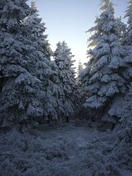 Snow-Covered Trees in the Forest, Czech Republic Stock Photos